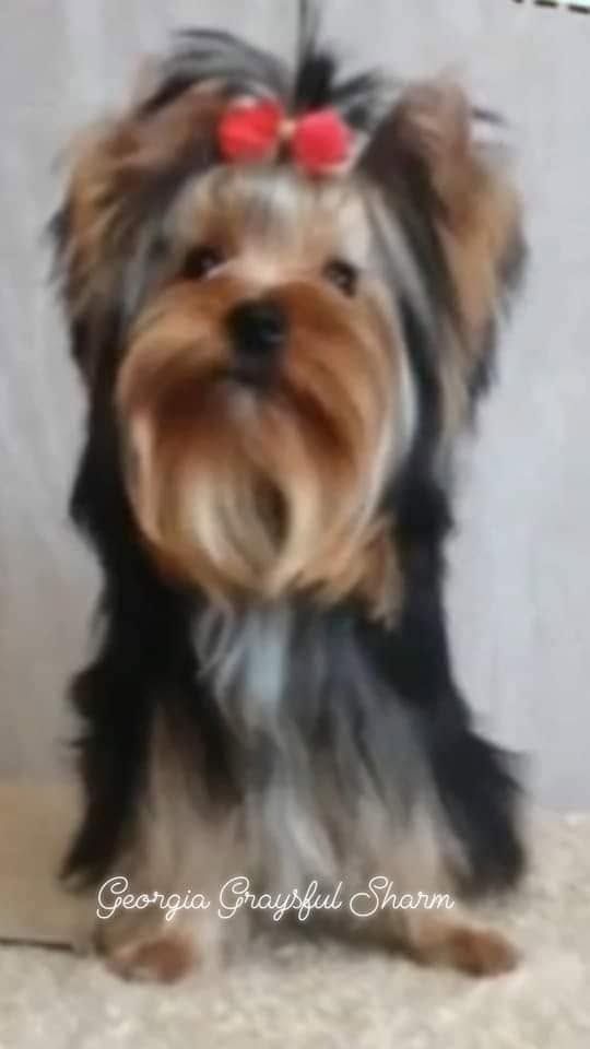 Small Yorkshire terrier with a red bow, standing against a light background.