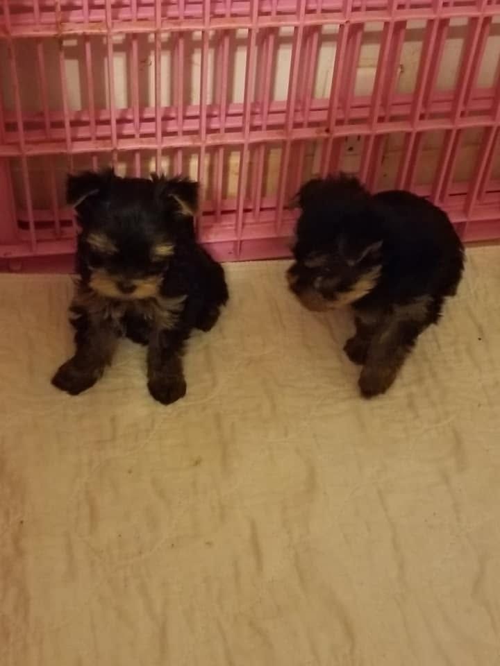 Two small black-and-tan puppies sitting on a beige floor in front of a pink crate