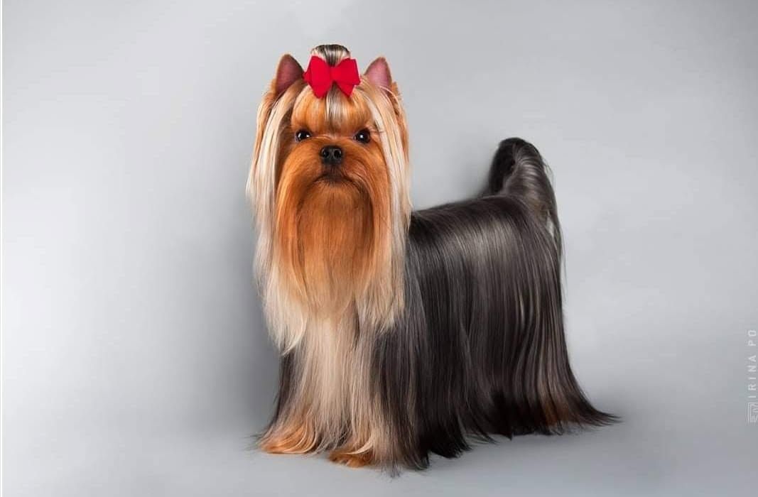 Long-haired Yorkshire terrier with a red bow, standing on a gray background