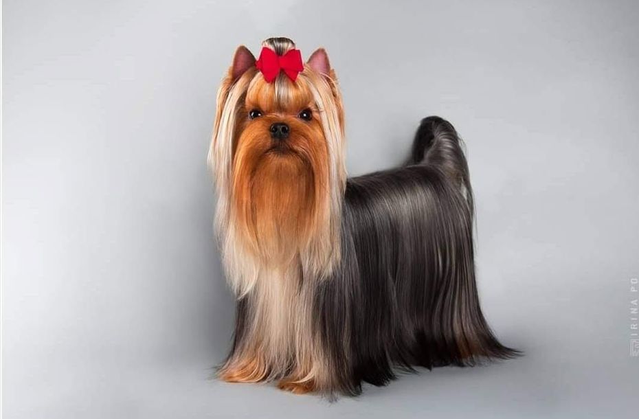 Yorkshire Terrier with long tan and black coat, standing on a gray studio background, wearing a red bow.