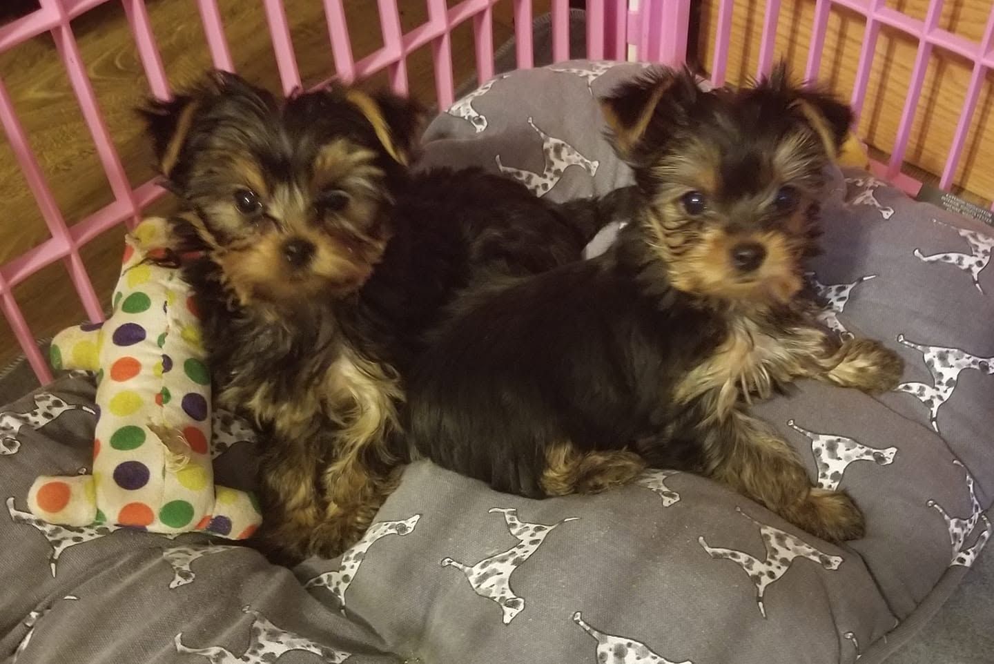 Two small Yorkie puppies on a gray dog bed inside a pink crate