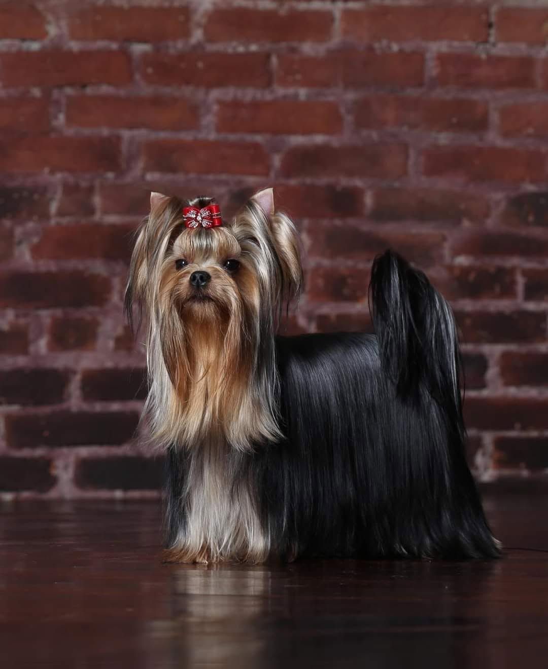 Yorkshire terrier with a red bow standing on a wooden floor against a brick wall backdrop