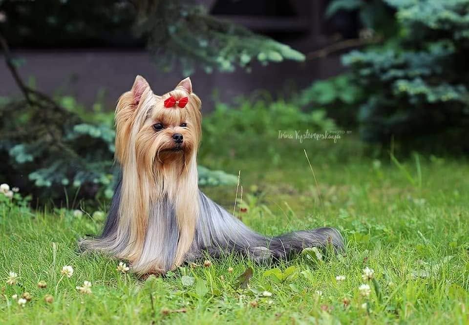 Long-haired Yorkshire terrier with red bows sitting on grass in a garden