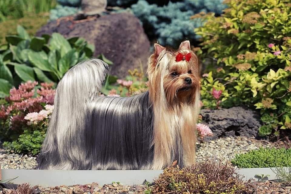 Yorkshire terrier with red bow standing in a flower garden, long silky coat and raised tail