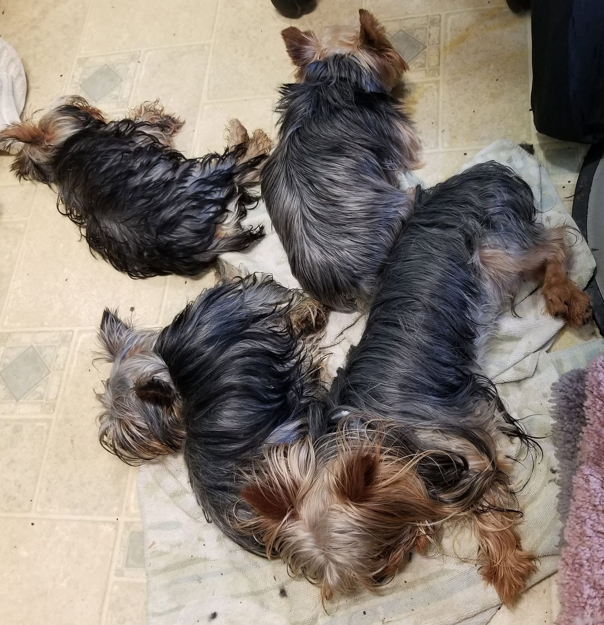 Four small terrier dogs lying together on a tiled floor, seen from above.