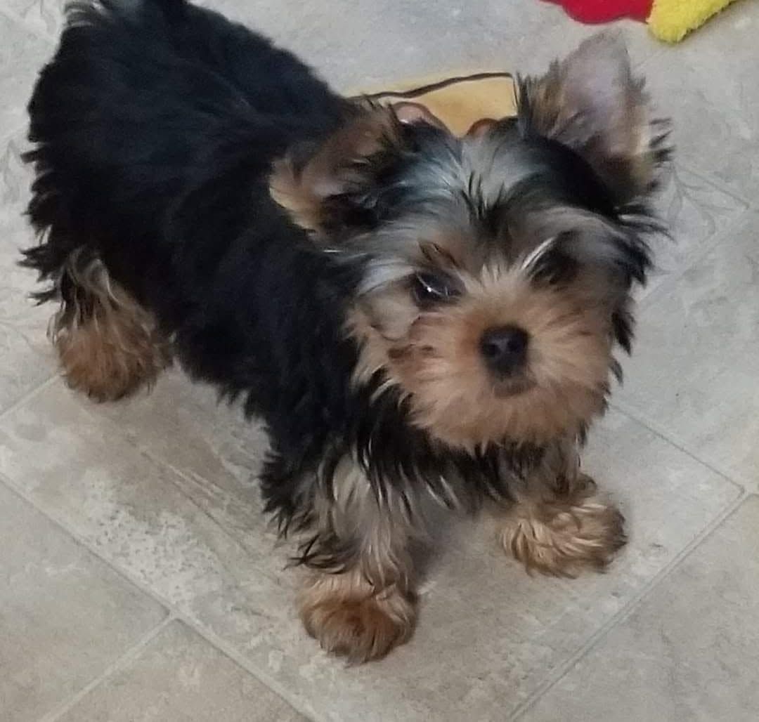 Small black-and-tan Yorkshire terrier standing on a tiled floor, looking up at the camera.