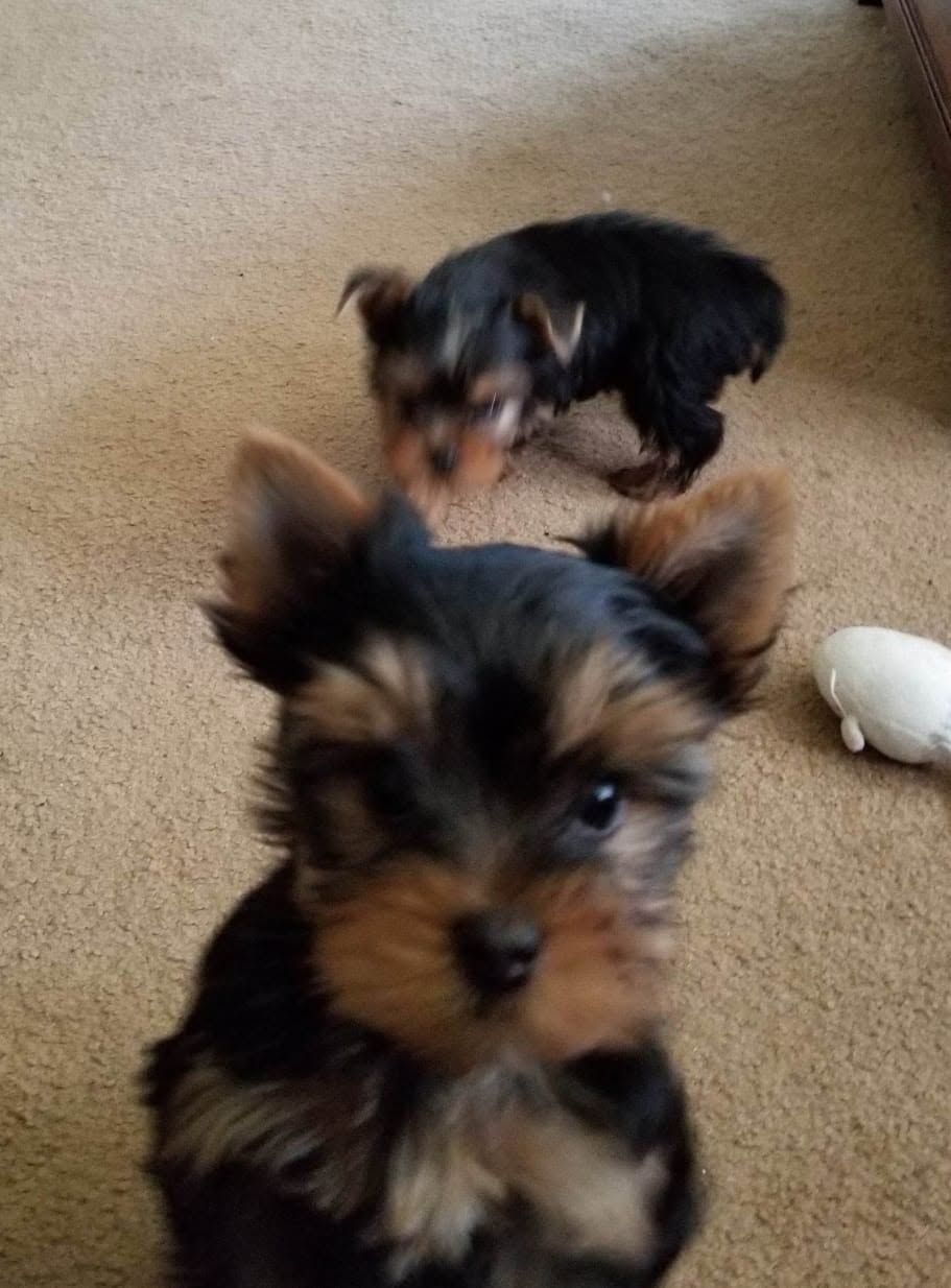 Two small black-and-tan puppies on a beige carpet, one close to the camera and one in the background