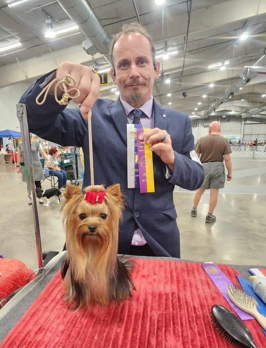 Man in suit holds ribbons beside a small Yorkshire terrier with a red bow at a dog show table