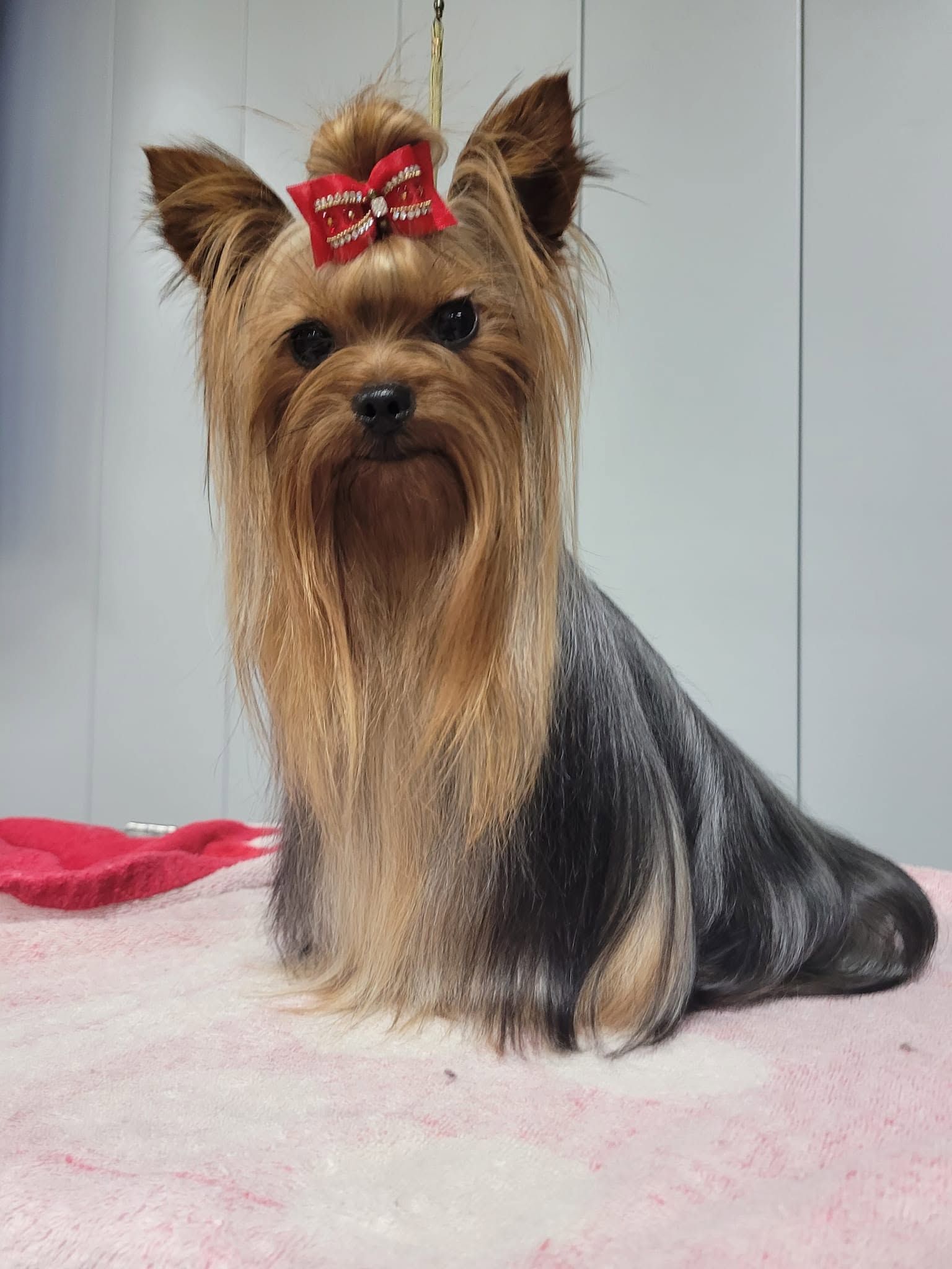 Small Yorkshire terrier with red bow sitting on a pink surface, facing forward.