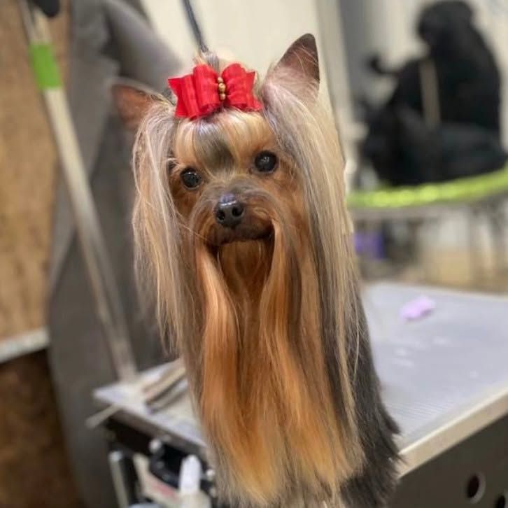 Yorkshire terrier with a red bow, long silky coat, on a grooming table