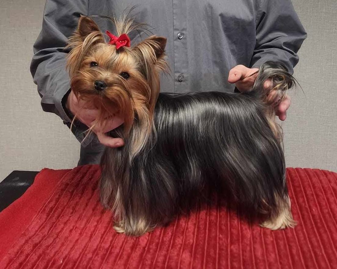 Small Yorkshire Terrier with red bow, standing on a red table while being held by a person in gray clothing