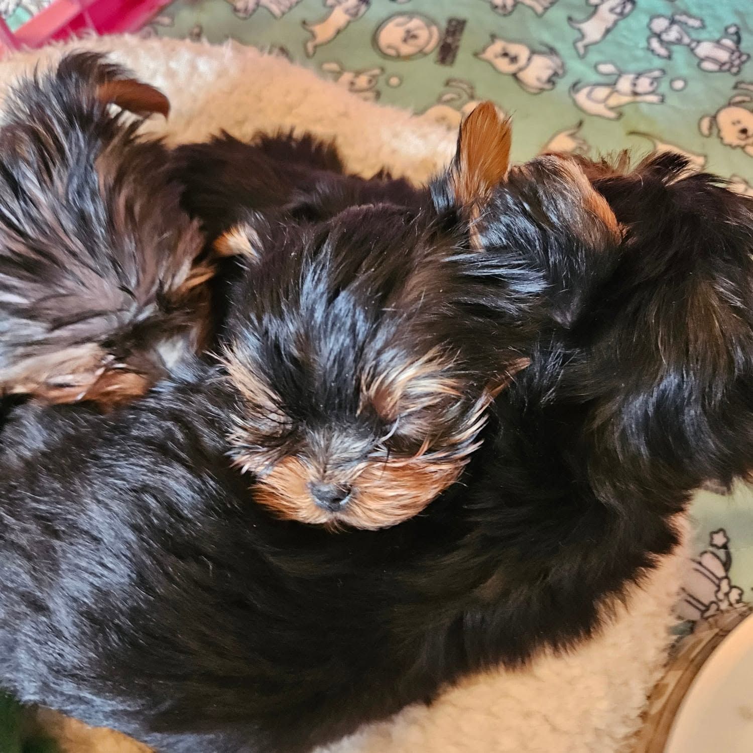 Two small black and tan puppies cuddled together on a blanket