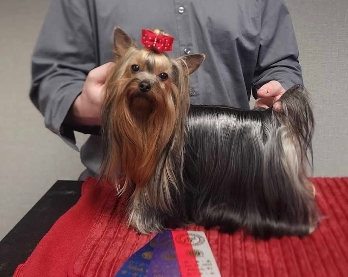 Small Yorkie with a red bow, standing on a grooming table with a red mat and a person in the background