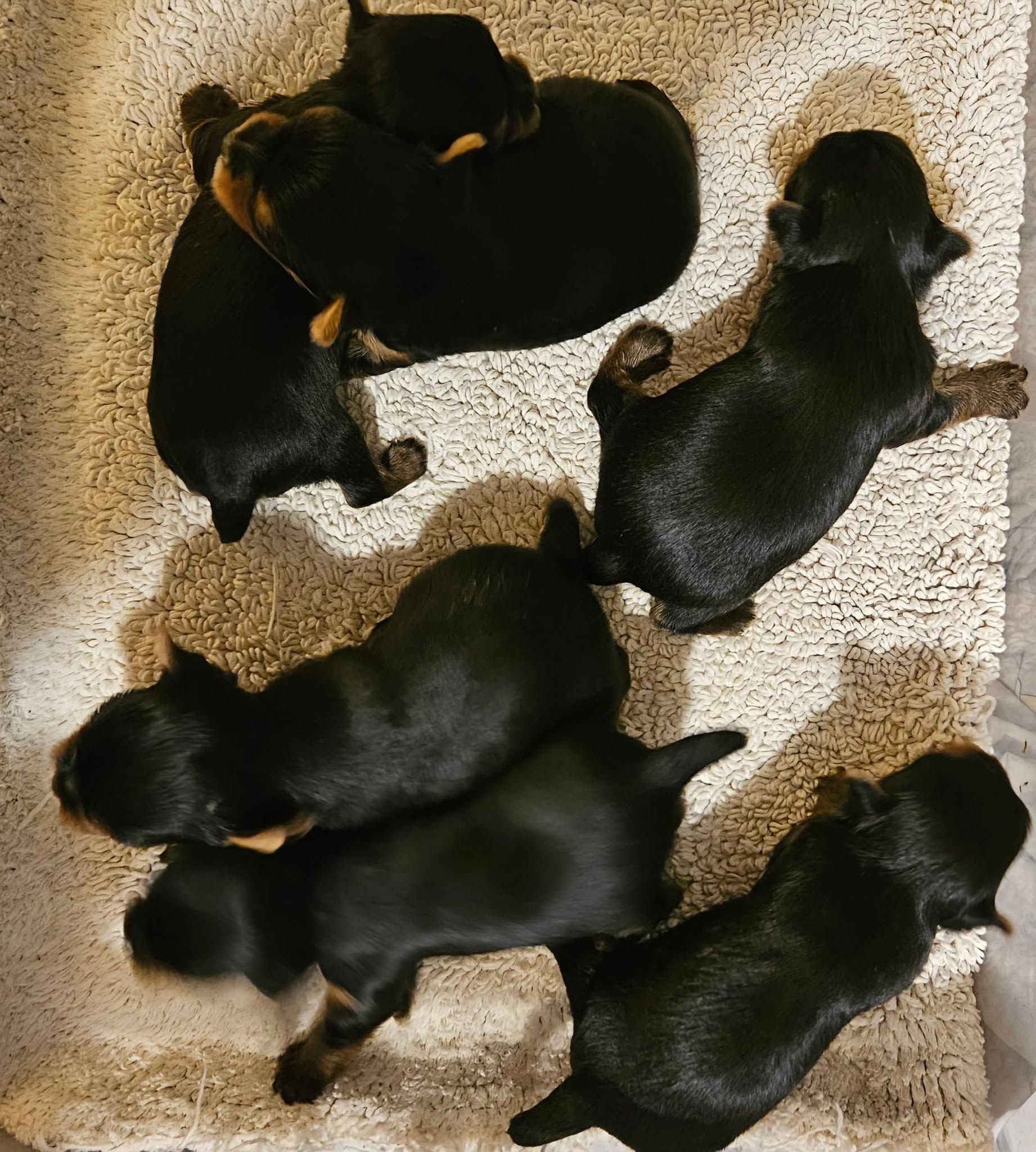 Five black-and-tan puppies sleeping together on a beige carpet.