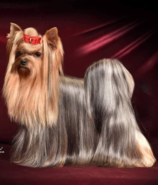 Yorkshire Terrier with long silky tan and silver coat, wearing a red bow on a dark studio backdrop