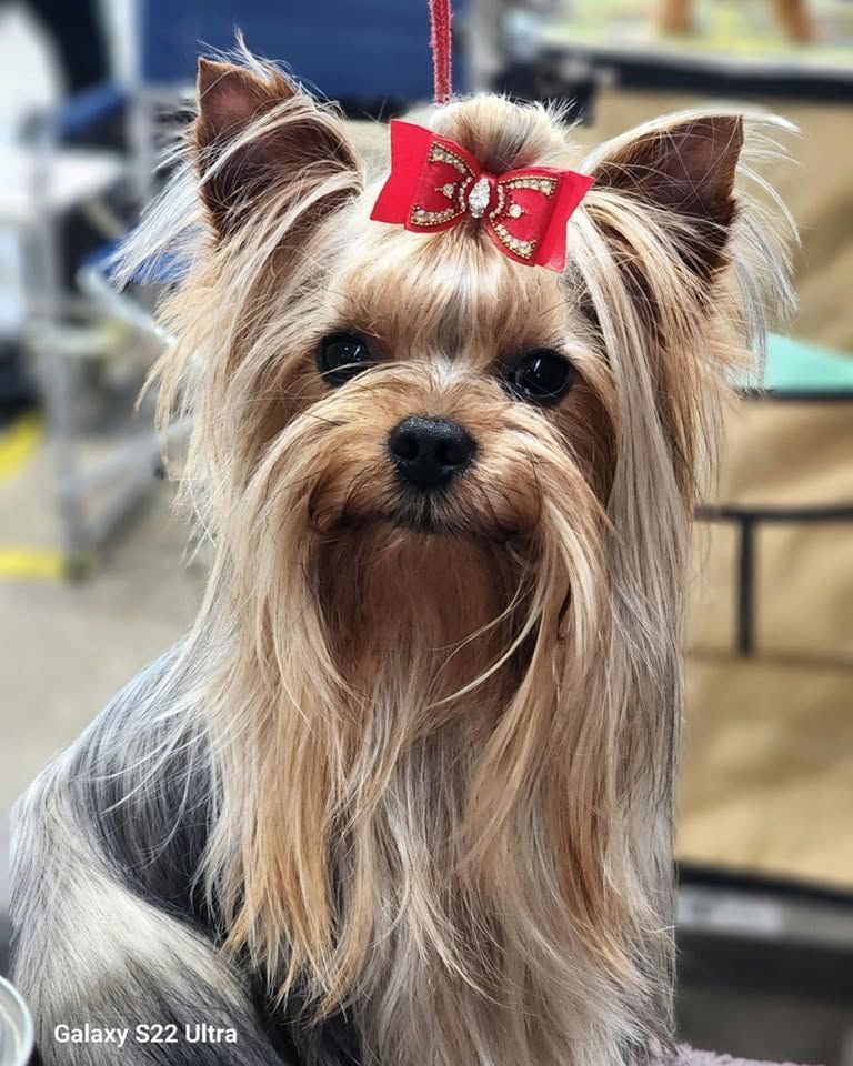 Small Yorkshire Terrier with a red bow, looking at the camera indoors.