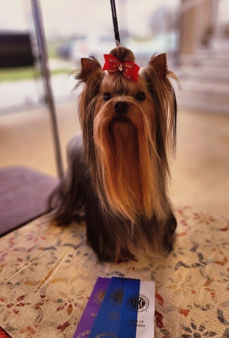 Small Yorkshire Terrier with a red bow standing on a rug beside a purple package indoors