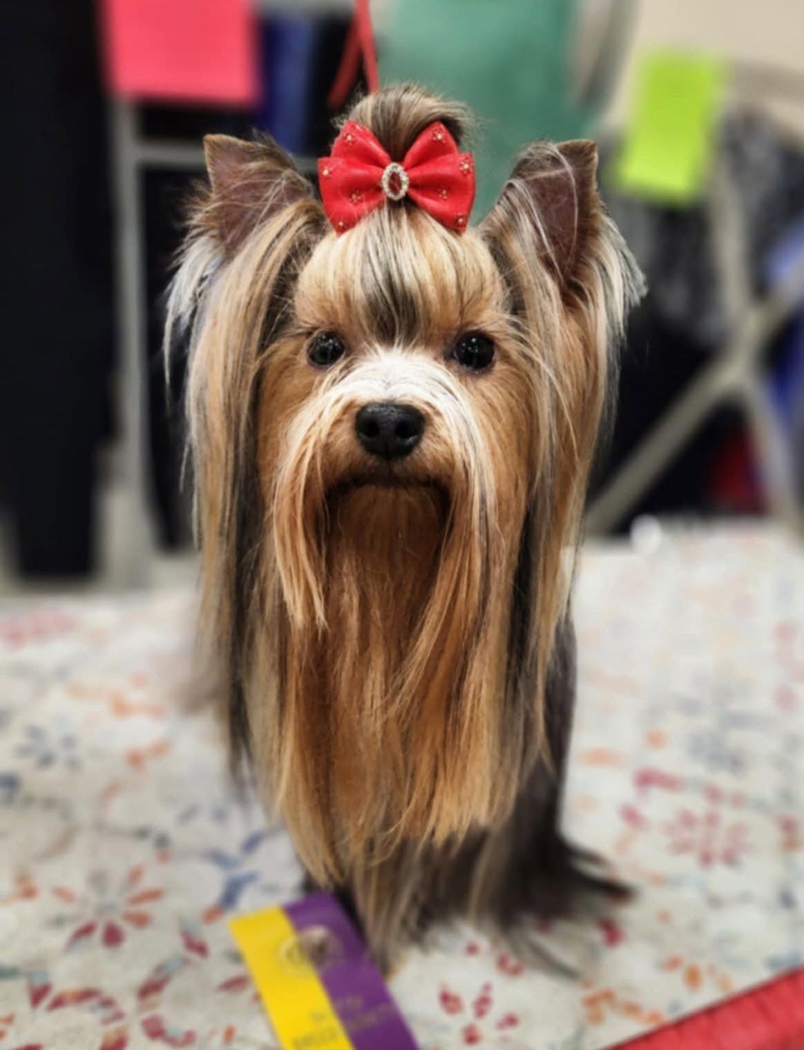 Small Yorkshire Terrier with a red bow sitting on a patterned rug indoors