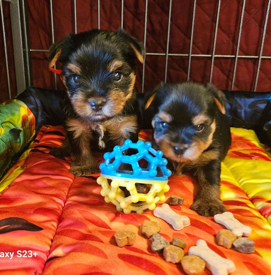 Two tiny black-and-tan puppies in a cage beside a blue-and-yellow toy and scattered treats