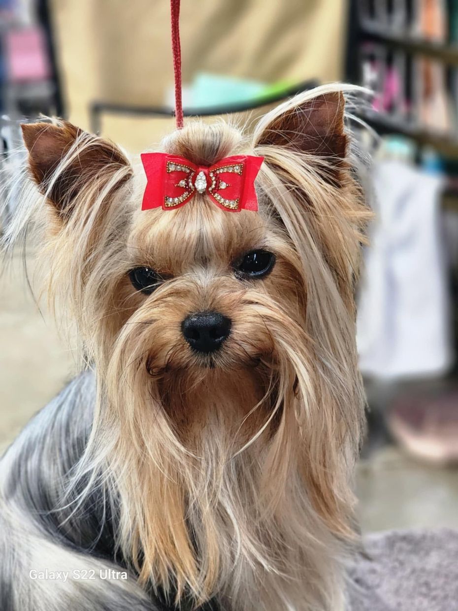 Small Yorkshire terrier with a red bow, standing indoors and looking at the camera.