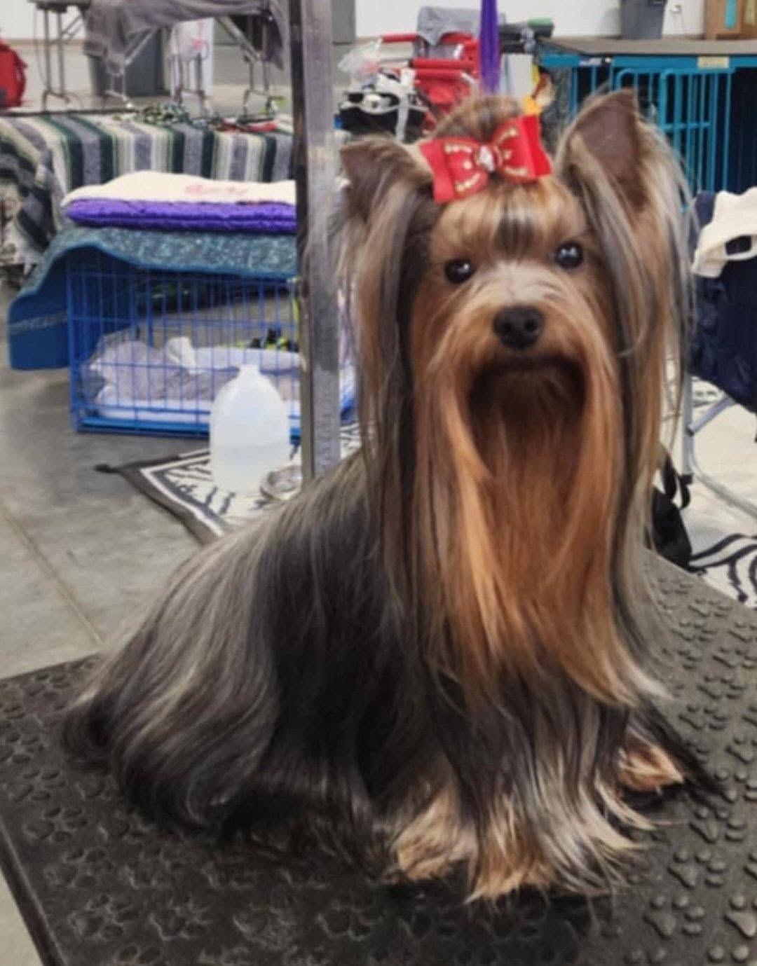 Yorkshire terrier with a red bow, long silky coat, sitting on a grooming table.