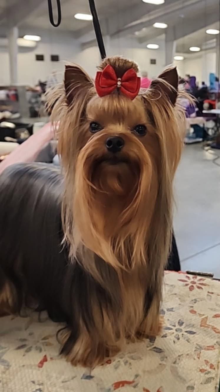 Small Yorkshire Terrier with a red bow sitting on a table in a grooming salon