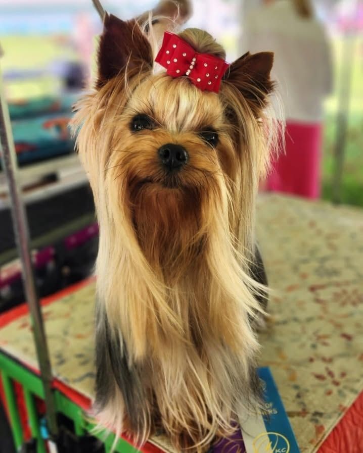 Small Yorkshire terrier with a red bow, sitting indoors on a patterned chair.