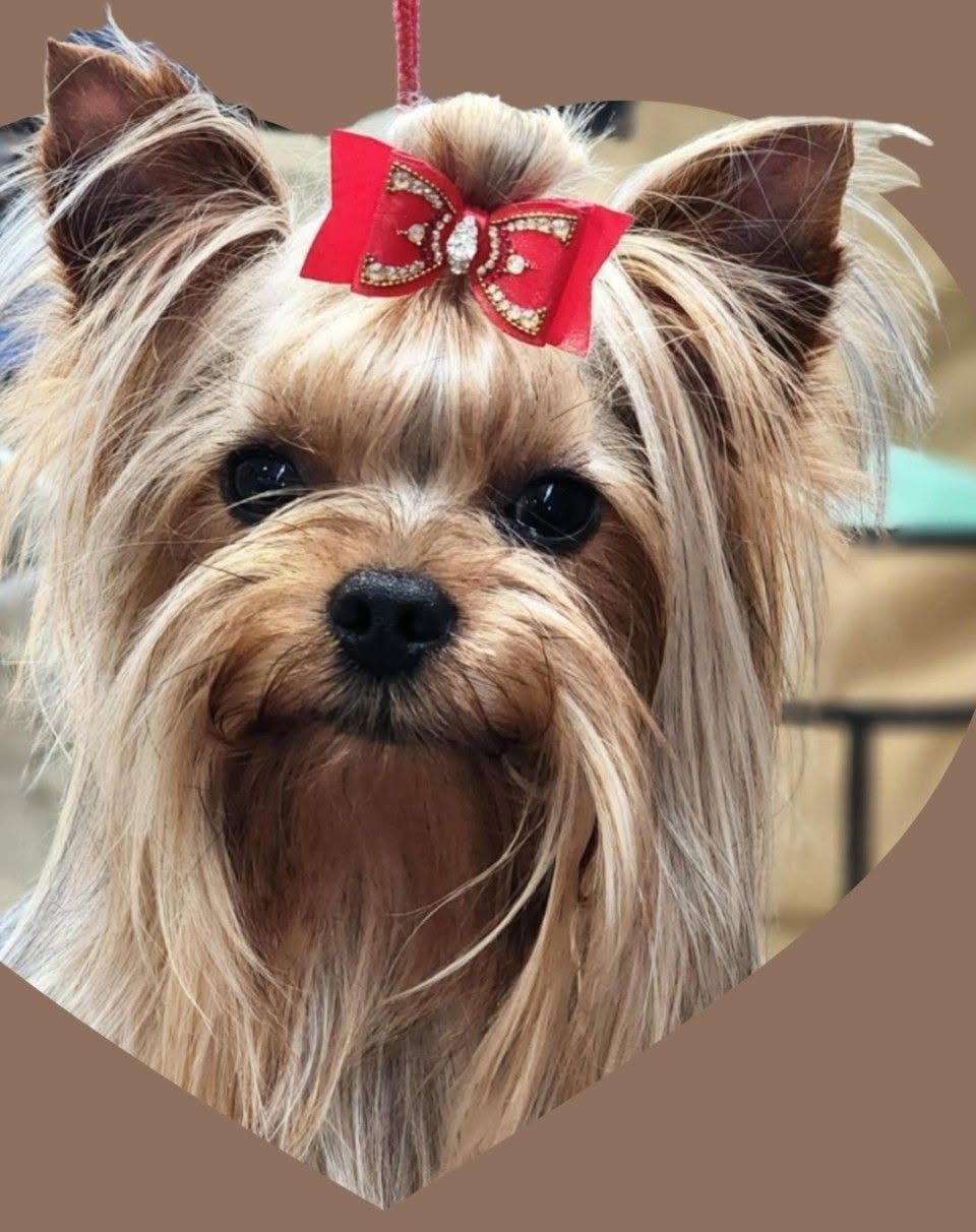 Small Yorkshire terrier with a red bow, centered against a plain brown background.