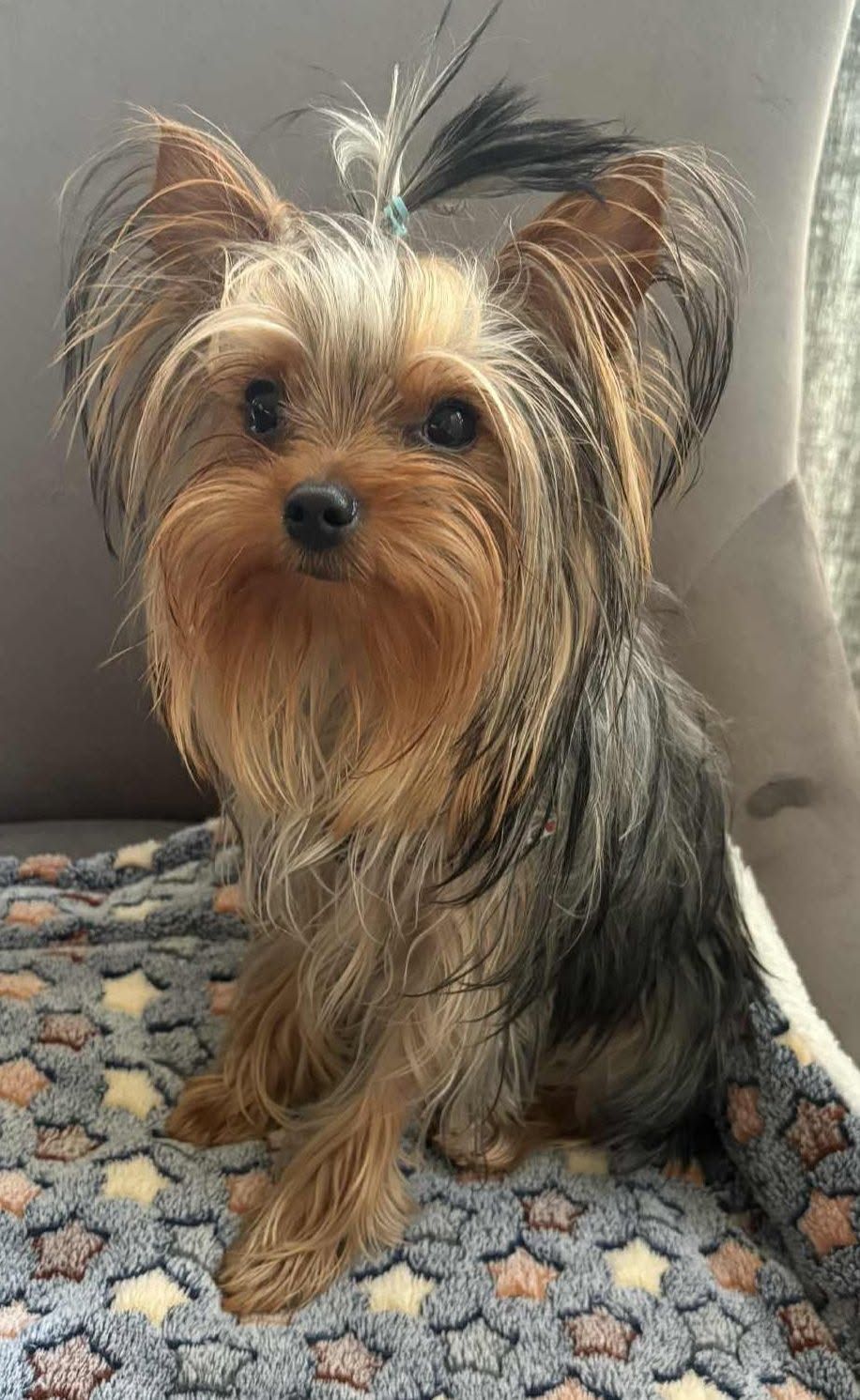 Small Yorkshire Terrier sitting on a patterned rug, looking at the camera.
