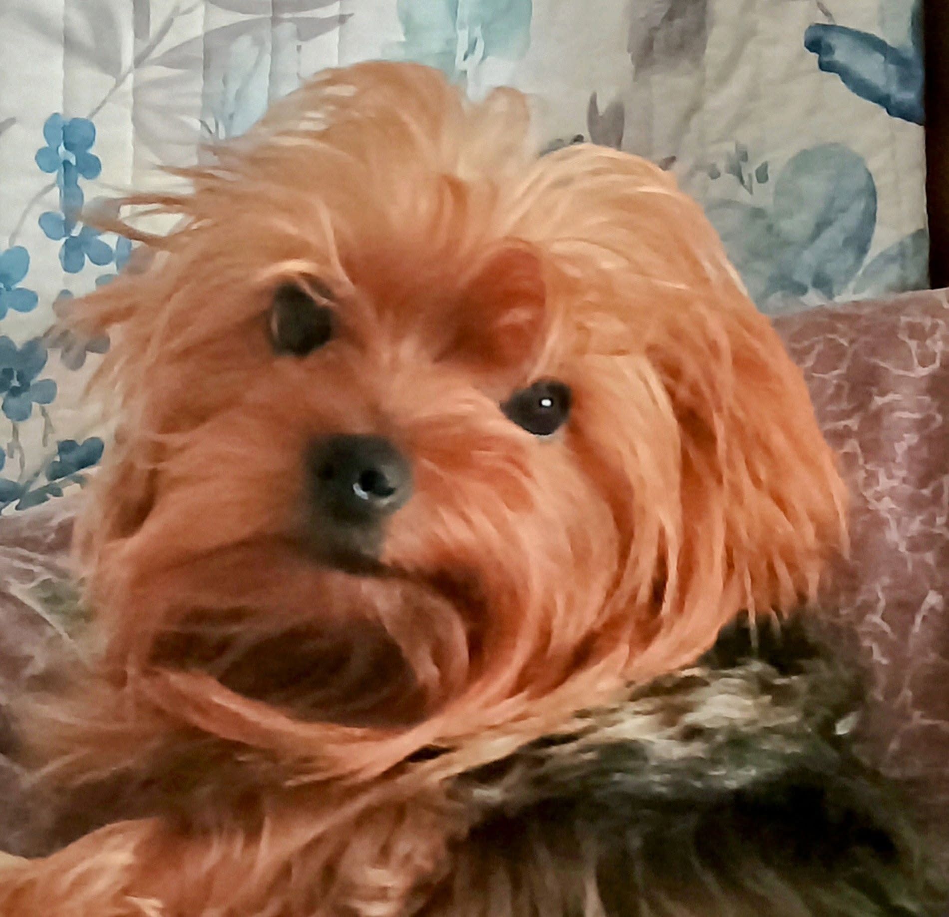 Small fluffy tan dog with a black nose, looking at the camera on a patterned blanket