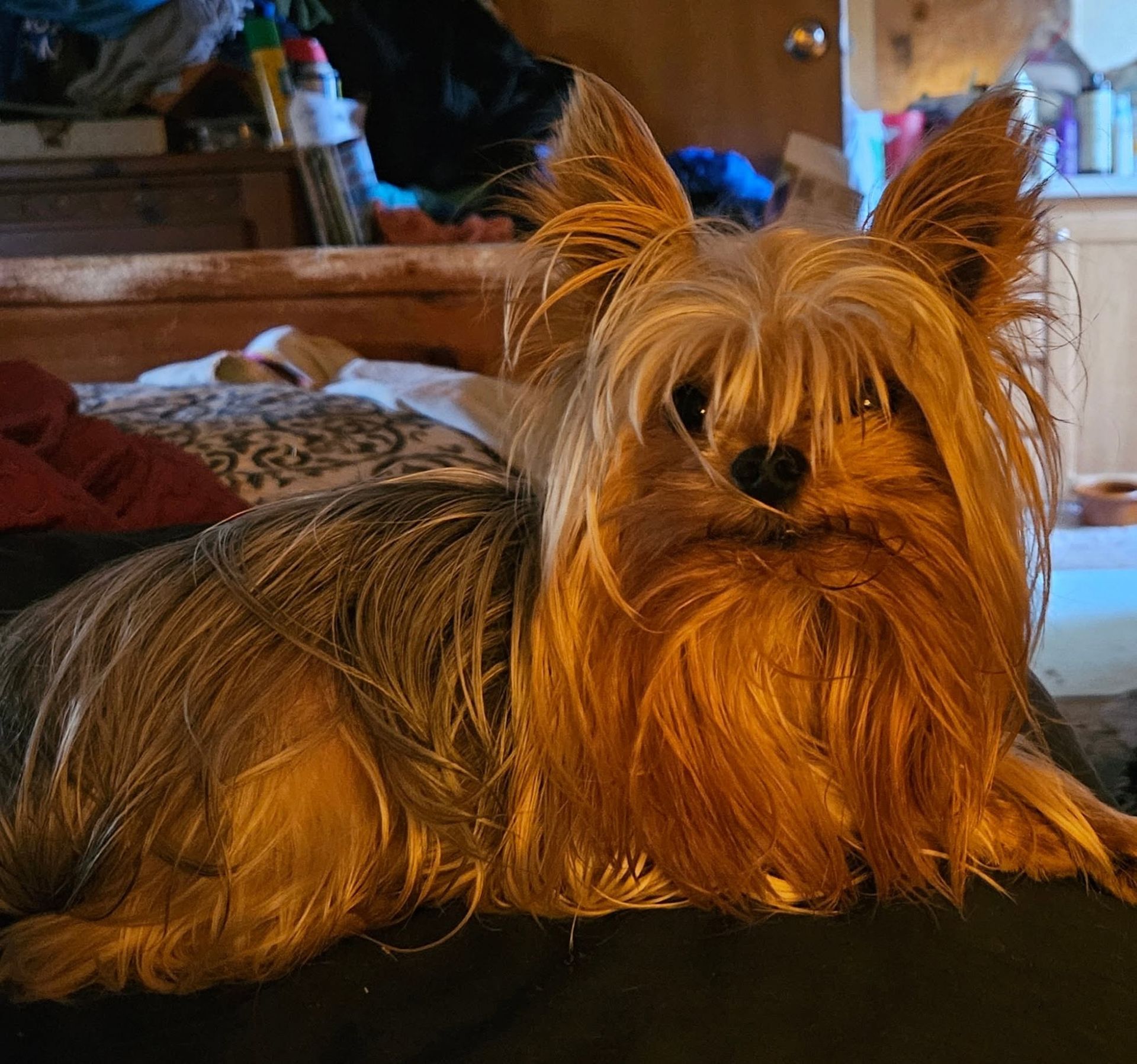 Small long-haired dog with tan and gray fur resting indoors on a dark surface.