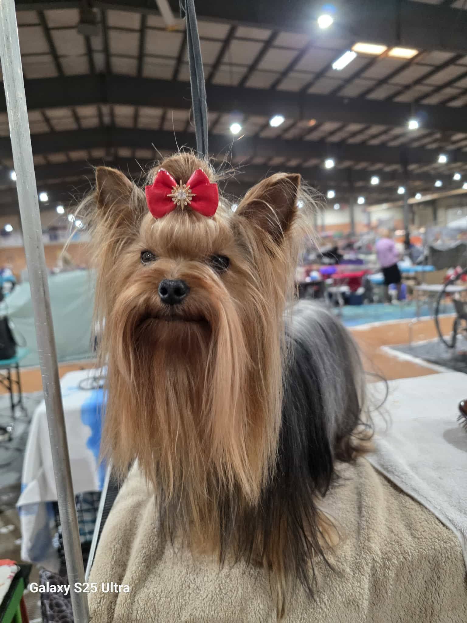 Yorkshire terrier with a red bow at an indoor dog show ring
