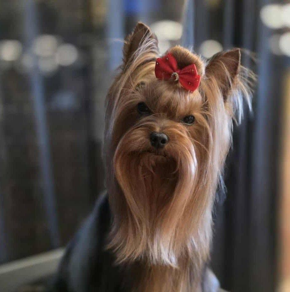 Yorkshire terrier with a red bow, looking forward indoors against a blurred background