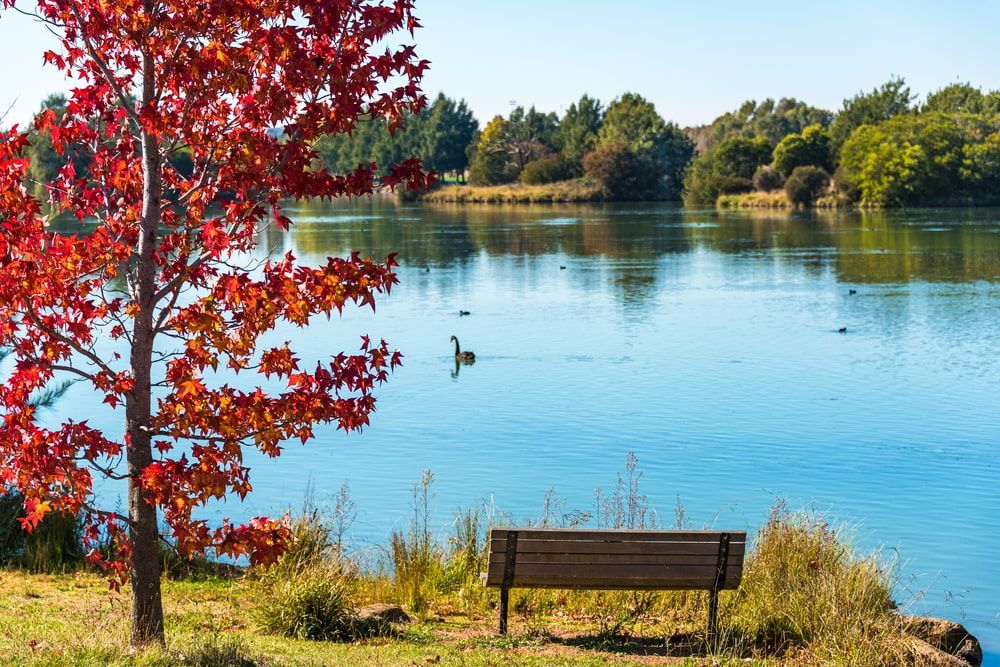 Bench Beside a Lake with A Tree of Red Leaves — J & H Plumbing and Gas in Gungahlin, ACT