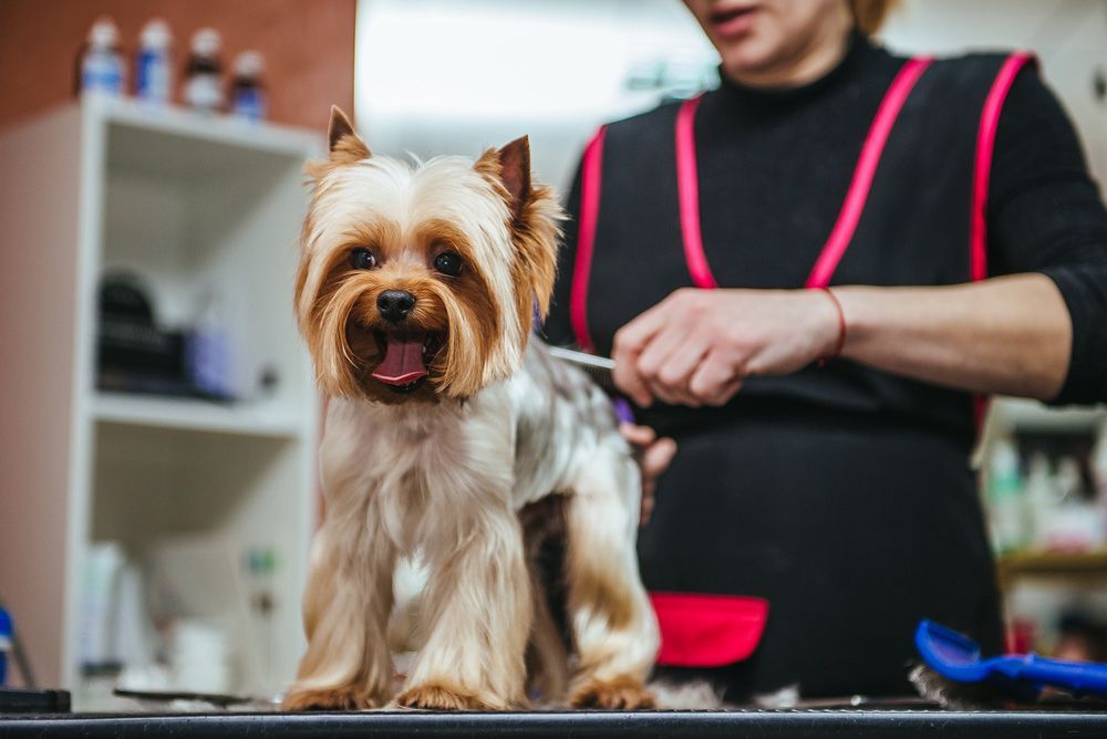 Dog being groomed