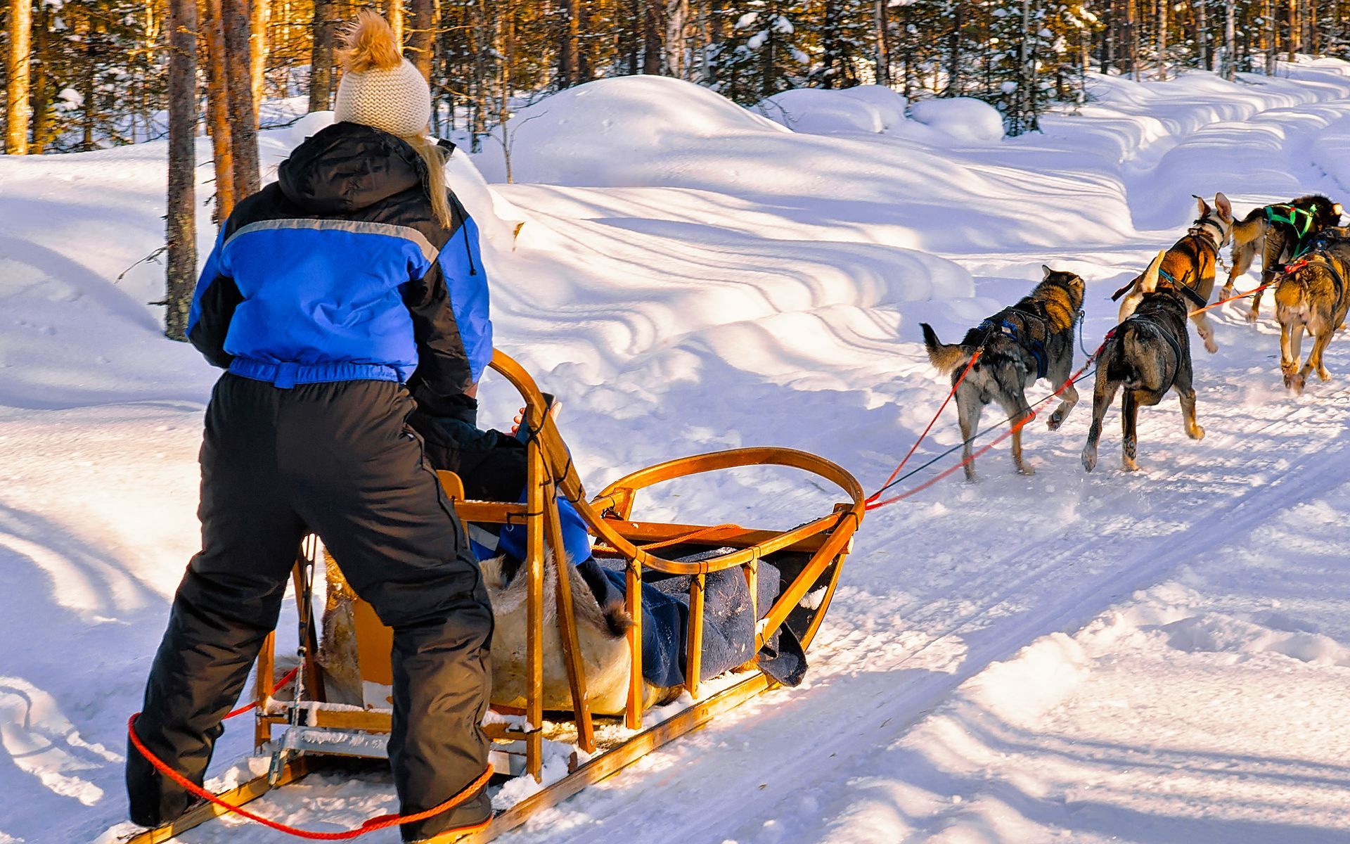 A man is pulling a sled pulled by huskies in the snow.