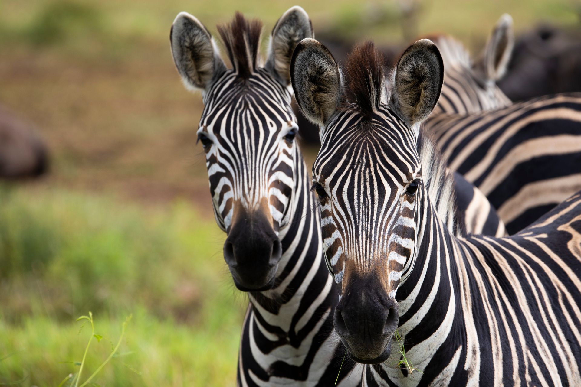 Georgia Safari Conservation Park