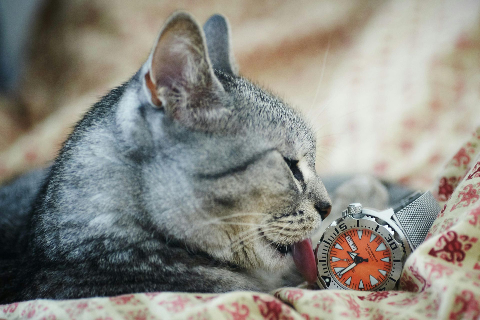 Where will SEO be in 5 years?
