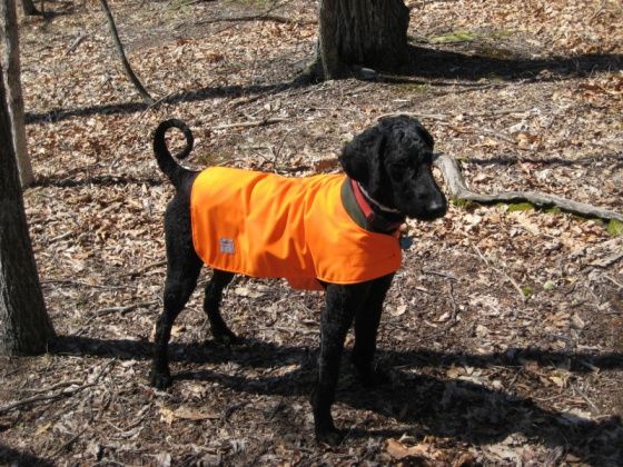 Hunting Poodle, Hunting Safety picture for dogs, Dog hunting