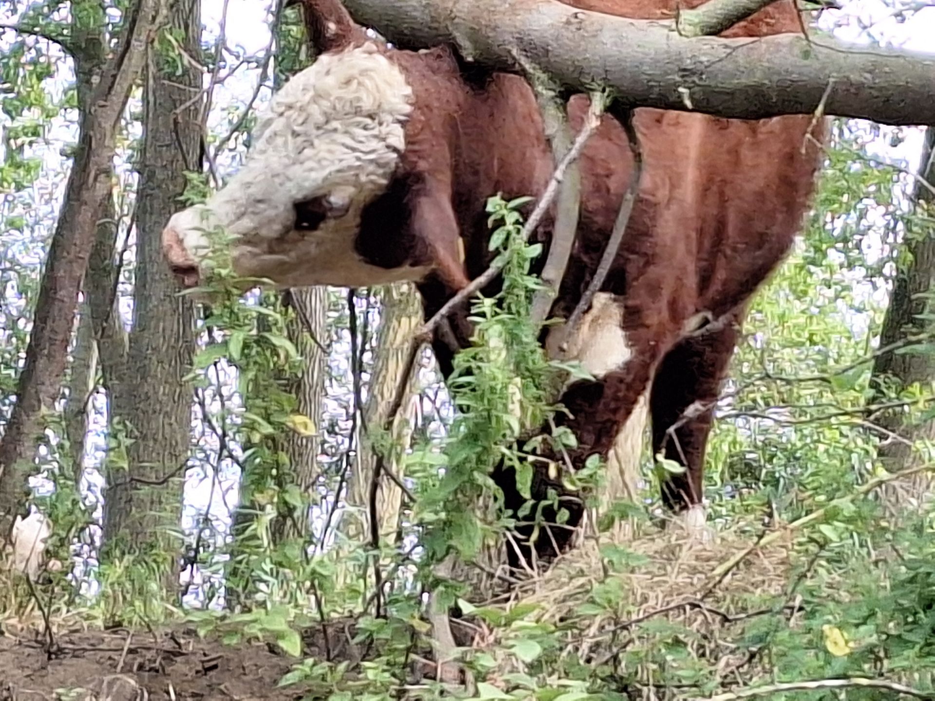 Bruin-witte koe in een bosrijk gebied, die onder boomtakken groen eet.