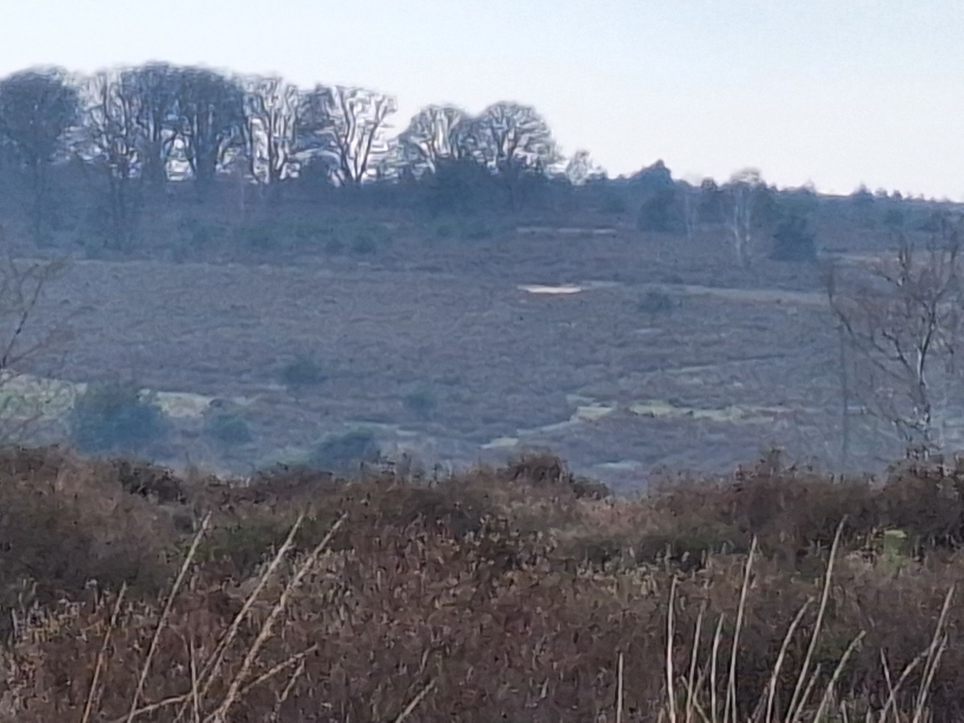 Een heuvelachtig, prachtig  landschap met van heide en bomen aan de horizon onder een bleke hemel.