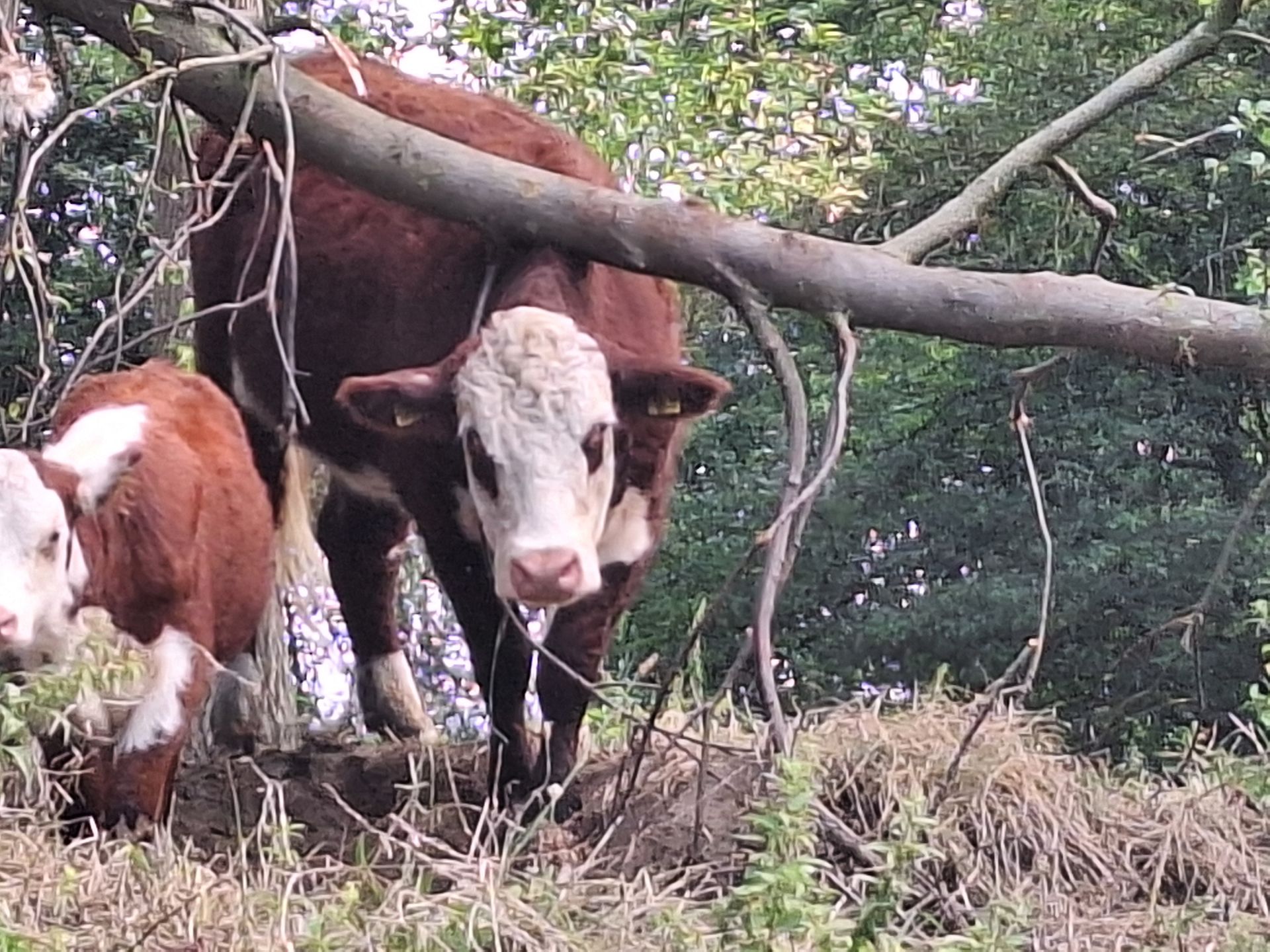 Twee Hereford-koeien in een grasveld, één onder een boomtak. Bruin-witte vacht.
