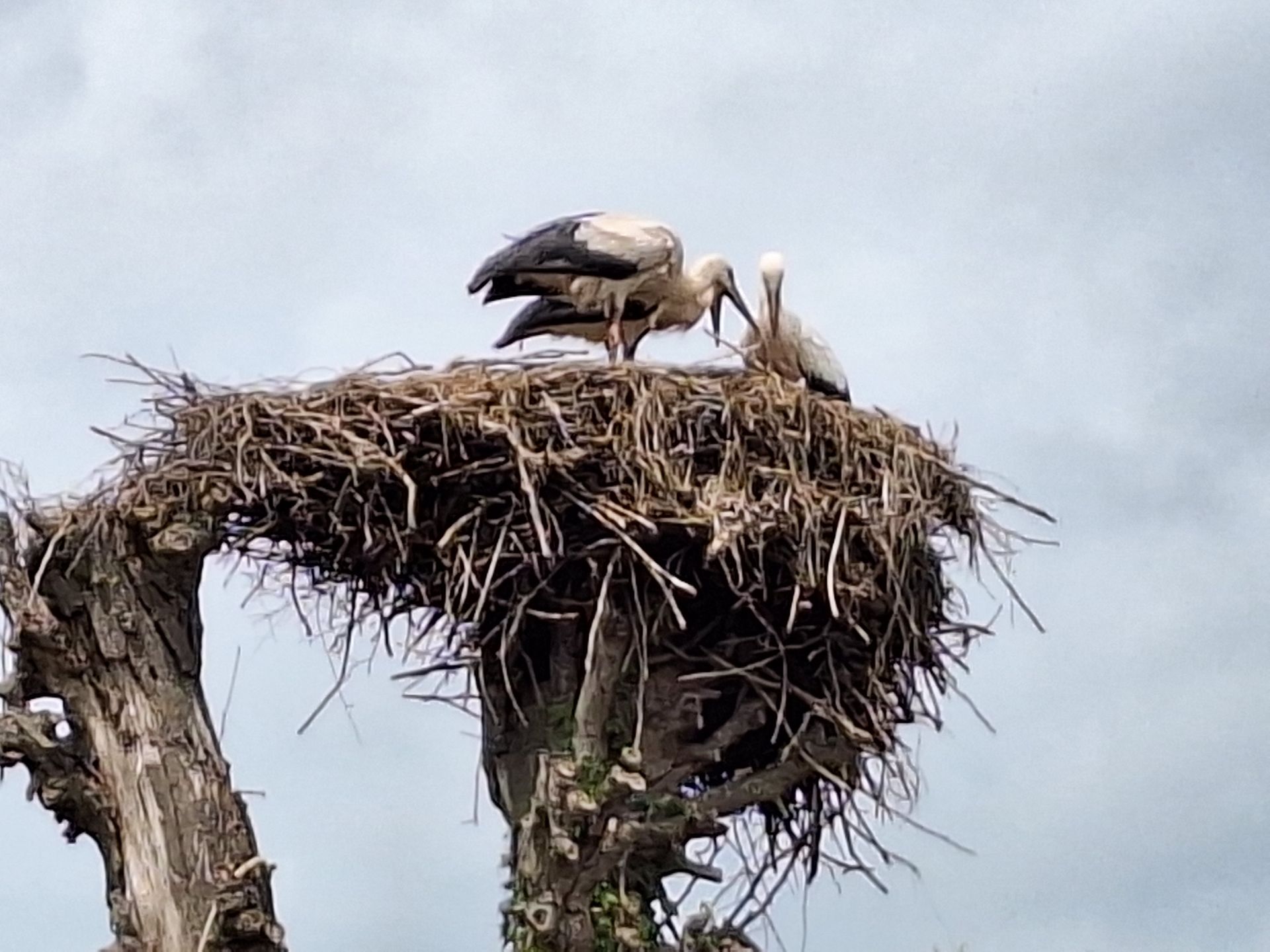 Ooievaars in een nest boven in een boom. Een van hen voedt een kuiken. Het nest is gemaakt van takjes tegen een bewolkte hemel.