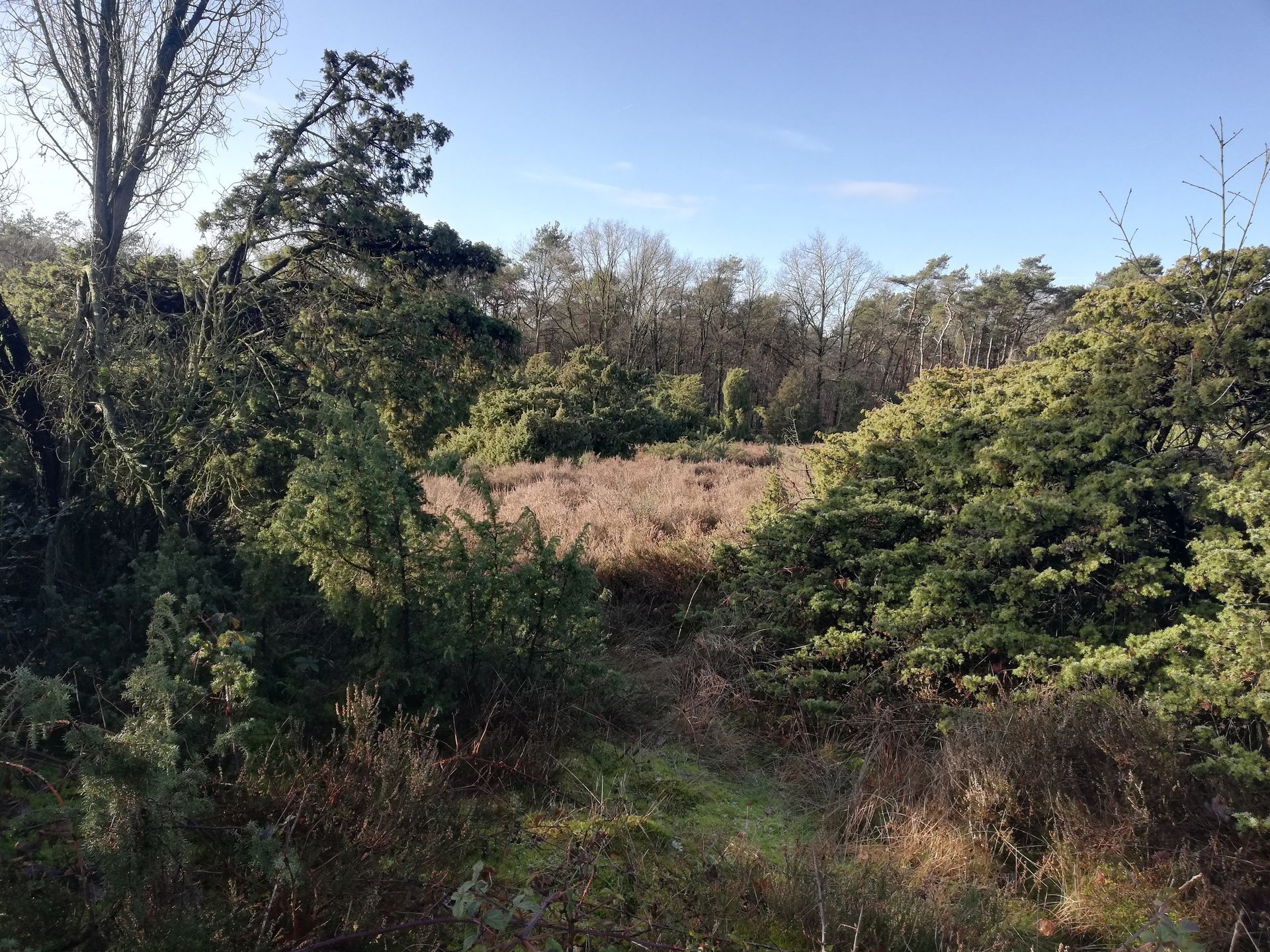 Weelderige groene struiken omringen een veld met droog gras onder een blauwe hemel. Bomen op de achtergrond.