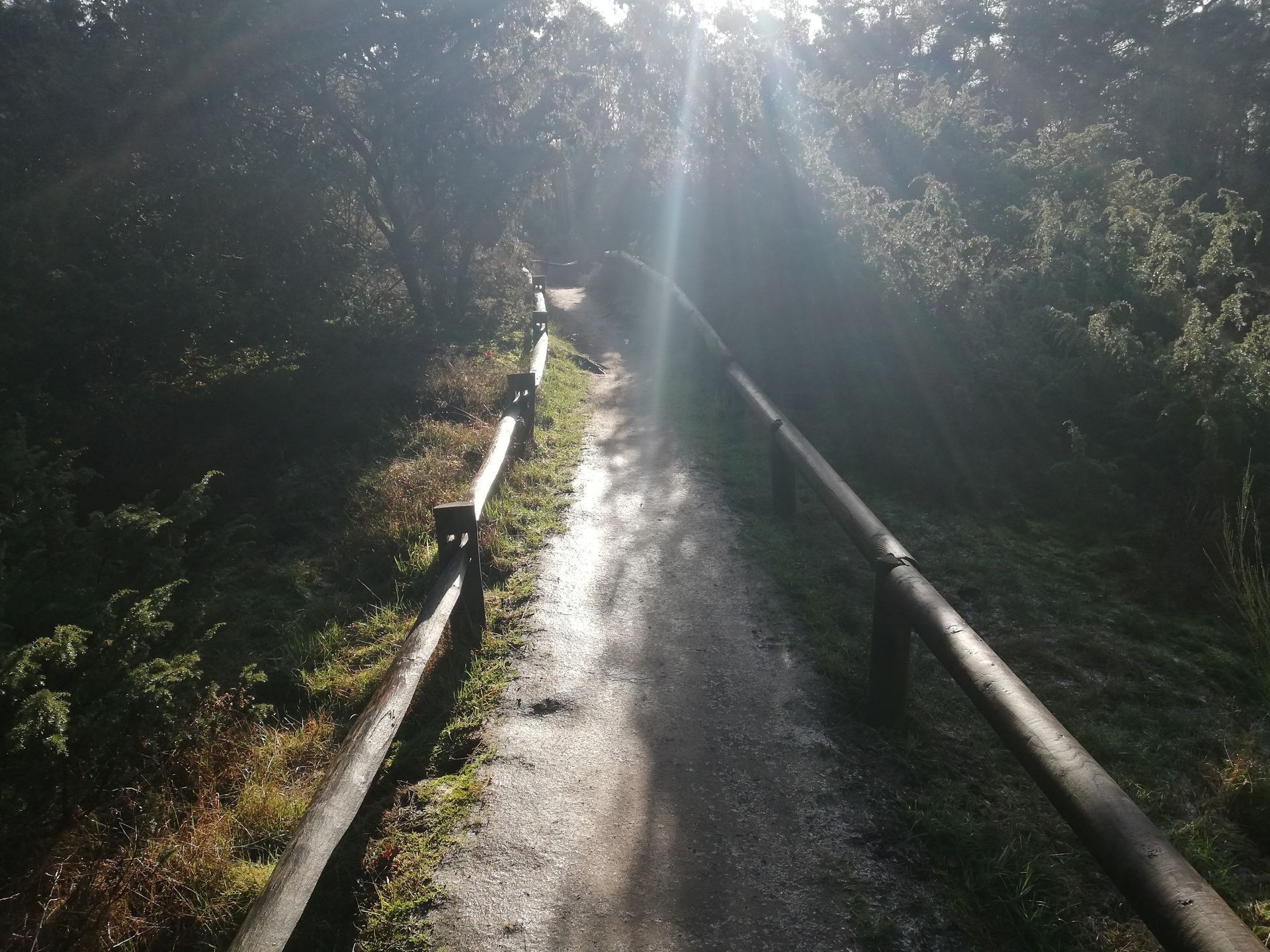 Een pad door een bosrijk gebied, met houten leuningen en helder zonlicht dat door de bomen schijnt.