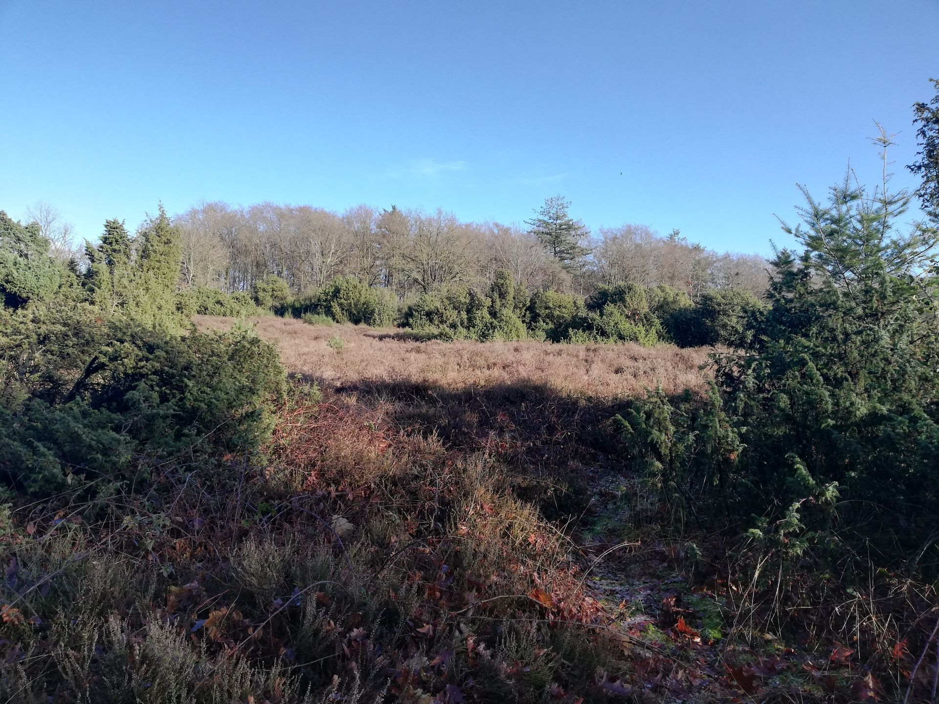 Een zonnig uitzicht op een heideveld met lage bruine begroeiing en bomen op de achtergrond.