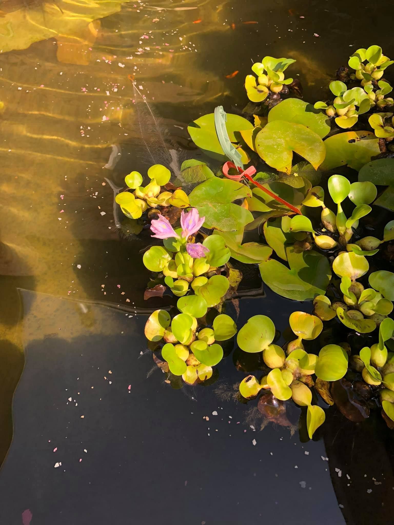 A pond with flowers and leaves floating in it