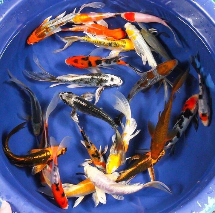 A bunch of fish are swimming in a blue bowl