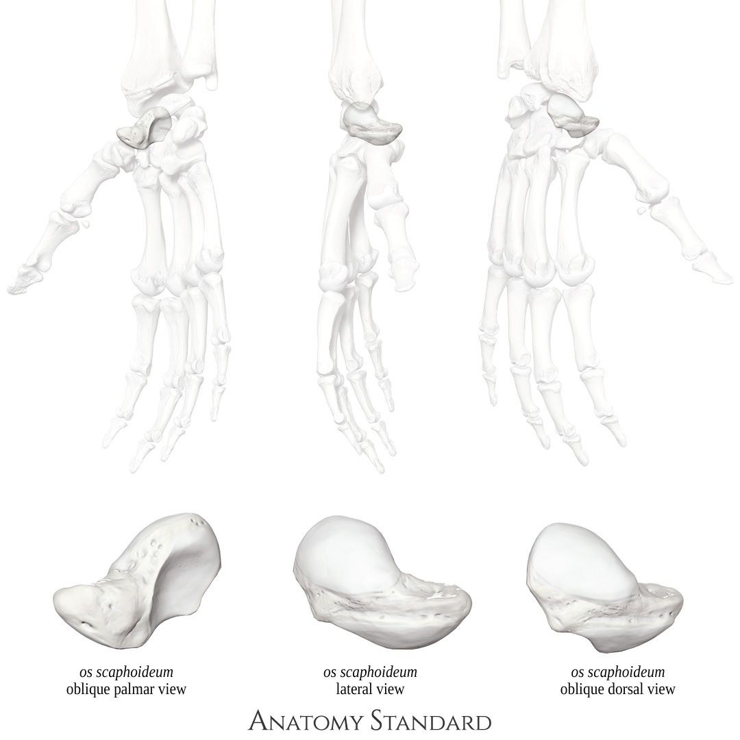 Anatomia do Escafóide