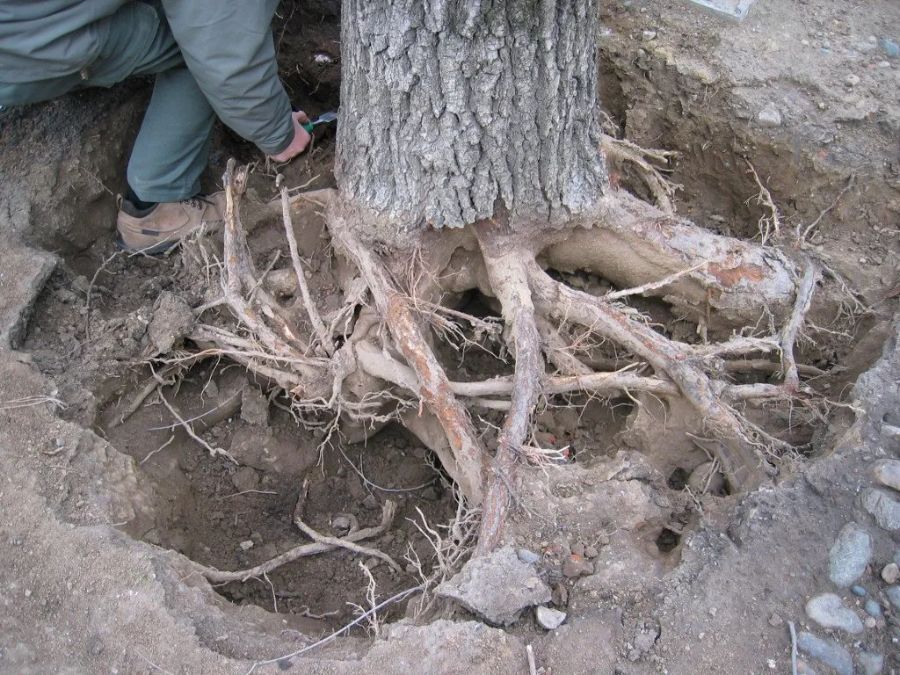 Una persona inginocchiata che utilizza attrezzi manuali per rimuovere la terra dalla base e dalle radici esposte del tronco di un albero.